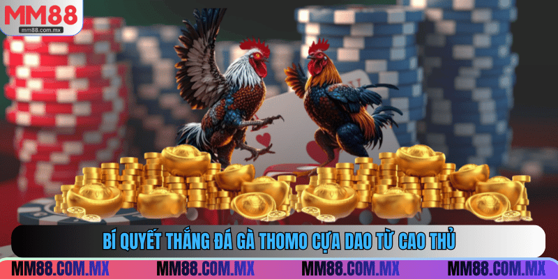Bí quyết thắng đá gà thomo cựa dao từ cao thủ