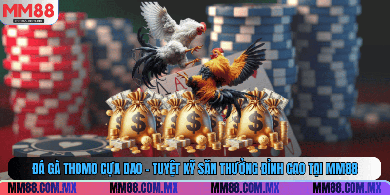 đá gà thomo cựa dao