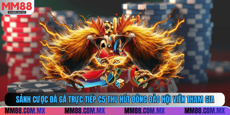 Sảnh cược đá gà trực tiếp C5 thu hút đông đảo hội viên tham gia