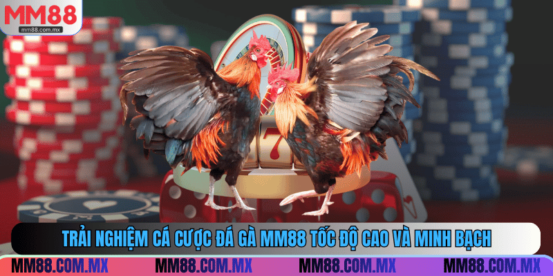 Trải nghiệm cá cược đá gà MM88 tốc độ cao và minh bạch
